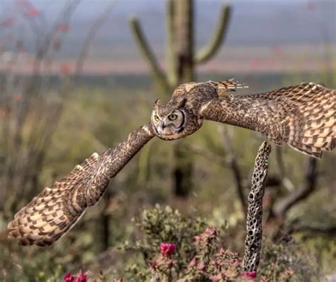 37 Amazing Animals From The Desert (With Pictures)