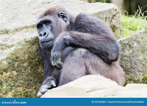 Gorilla closeup stock photo. Image of wild, fauna, dangerous - 26192684