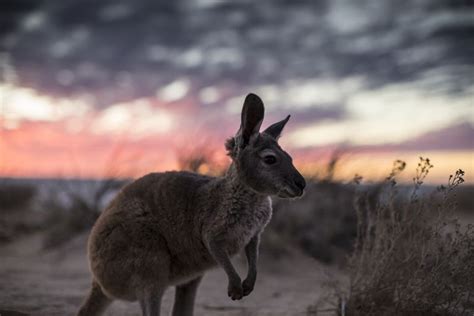 10 Incredible Facts About Kangaroos