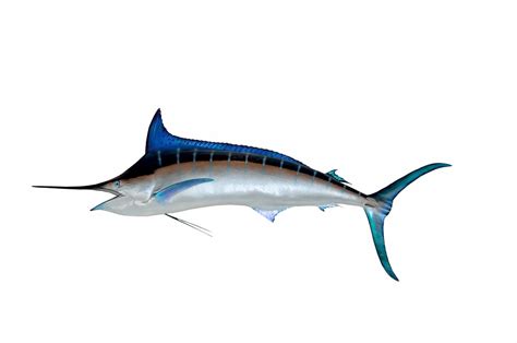 Marlin Biru Ikan Taksidermi - Foto gratis di Pixabay - Pixabay