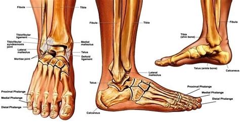 Sprained Ankle Anatomy System Human Body Anatomy Diagram And Chart ...