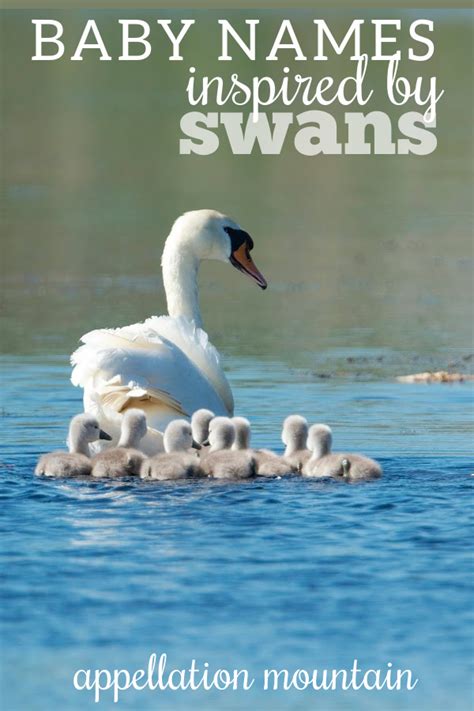 Swan-Inspired Baby Names: Lincoln, Odette, Svana - Appellation Mountain