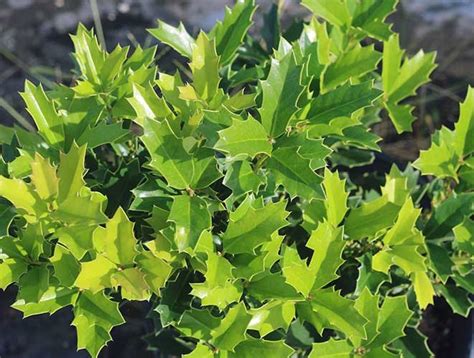 Oak Leaf Holly For Sale | Compare Best Prices | Top Nurseries