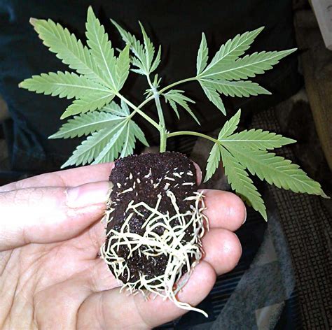 Easy Steps to Germinating and Transplanting Cannabis Plants - Bonza Blog