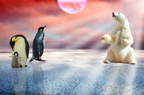 Do Polar Bears Eat Penguins - Why Don't Polar Bears Eat Penguins