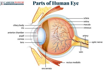 Parts of the Eye and Their Functions