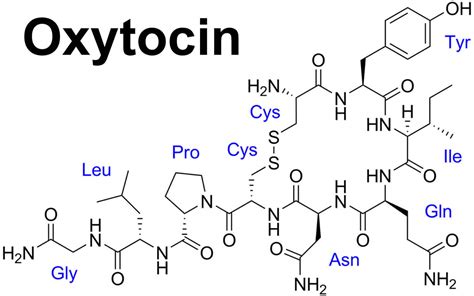 Oxytocin function, production, oxytocin effects and oxytocin side effects