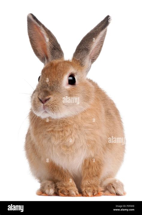 Bunny rabbit sitting in front of white background Stock Photo - Alamy