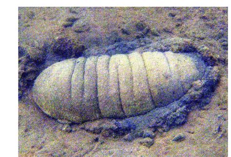 An adult sandfish burrowing into the upper layer of pond sediments ...