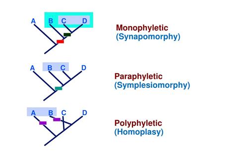 PPT - Phylogenetic Concepts PowerPoint Presentation, free download - ID:1715104