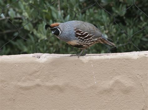 Quail Bird Free Stock Photo - Public Domain Pictures