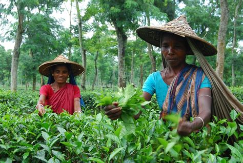 Bangladesh: your next travel destination » Tea Garden Tour