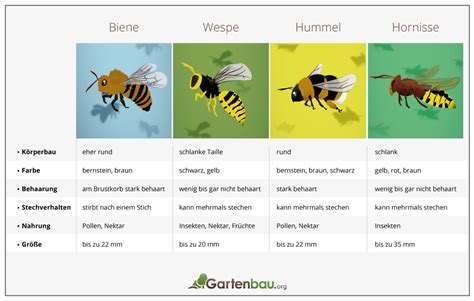 Biene vs. Wespe » So erkennen Sie den Unterschied