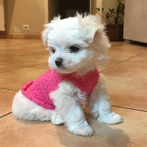 Bichon Maltese Toy | Teacup puppies maltese, Maltese puppy, Maltipoo puppy