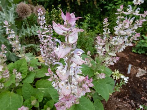 What Are Biennial Plants? (& 10 Popular Biennial Flowers for Your Garden)