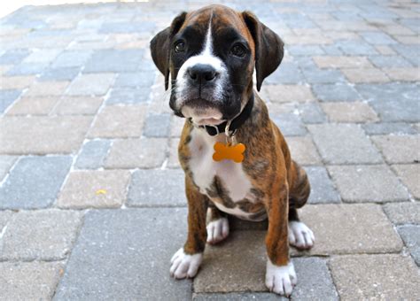 Brindle Boxer | Brindle boxer puppies, Brindle boxer, Boxer puppies