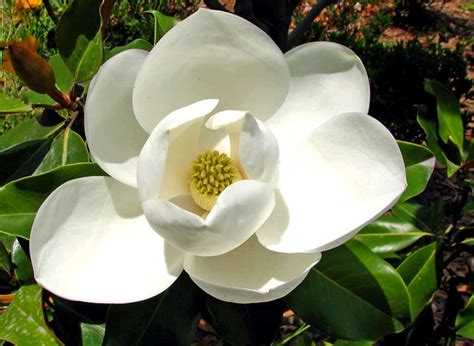 Magnolia - colors, fragrances and planting different Magnolia varieties