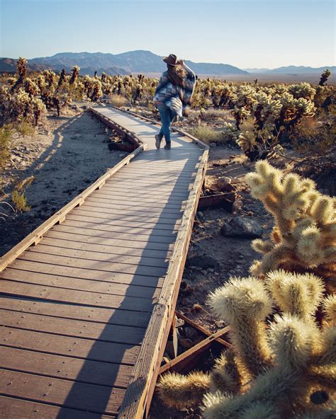 Cholla Cactus Garden (Joshua Tree National Park) — Flying Dawn Marie ...