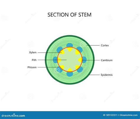 pridať k ľahko depresie stem cross section sláva kalkulačka meter