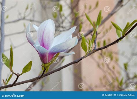 Magnolia Flower on Tree Branch Stock Image - Image of blooming, park ...