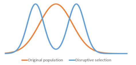 Disruptive Selection Example