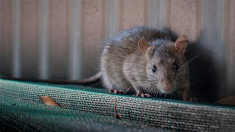 The DC Rat Map: See which neighborhoods call the most for rodent relief | wusa9.com