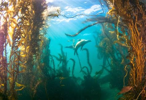 Planet Earth Diver: Diving California's Kelp Forests