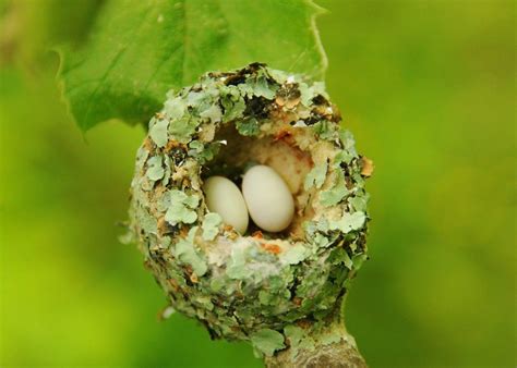 A Ruby-throated Hummingbird nest | Ruby throated hummingbird, Hummingbird nests, Hummingbird