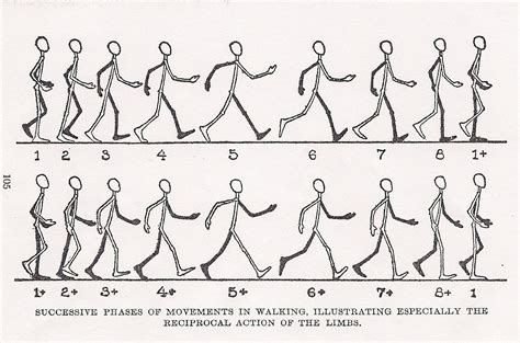 WALK CYCLE ANIMATION | Walking animation, Animation sketches, Animation walk cycle