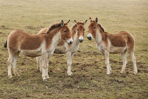 Przewalski`s Horse in the Nature Looking Habitat during Autumn Time ...