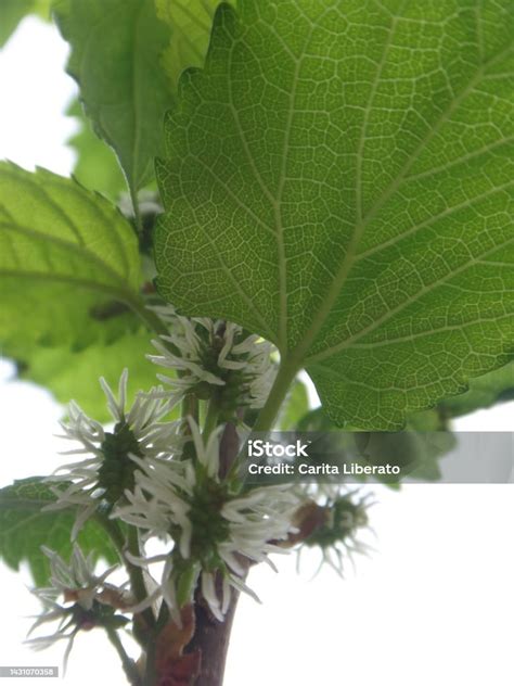 The Flowers Of The Black Mulberry Plant That Appear In Scaly Clusters And The Female Flowers ...