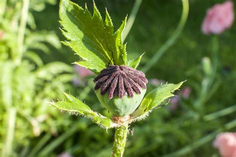 Poppy flower seeds closeup stock photo. Image of flora - 122813970