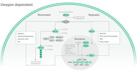 HIF-1α pathway | Abcam