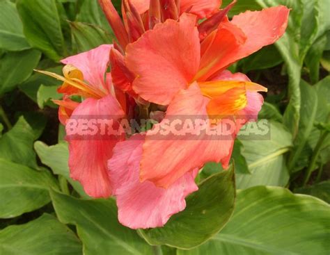 Varieties of Canna for Growing in Containers - Best Landscape Ideas