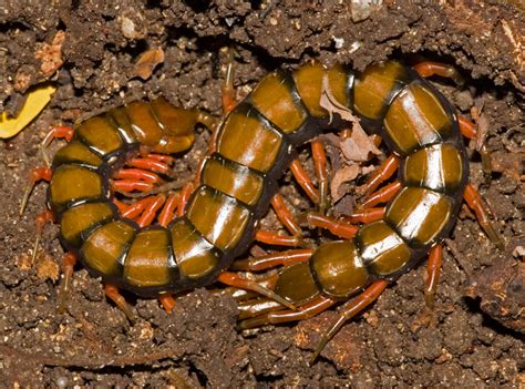 The Gap Yah Chronicles: Scolopendra Gigantea Robusta