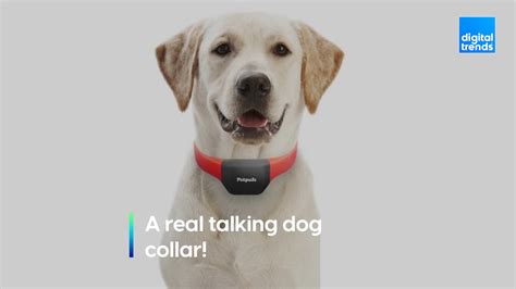 A real-life talking dog collar?!