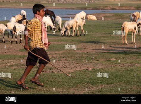 young Indian goatherd in rural India Stock Photo - Alamy