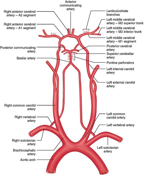 Vascular Neuroanatomy | Neupsy Key