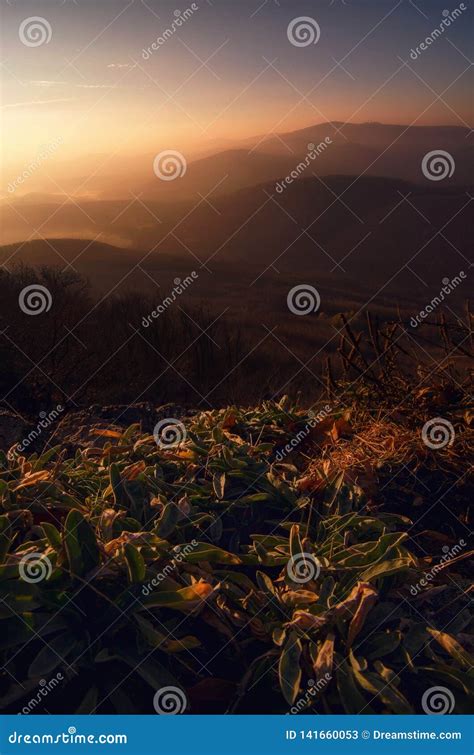 Sunrise on the Rocks stock image. Image of tree, rocks - 141660053