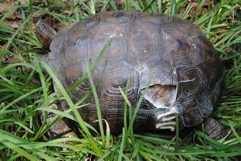 Gopher Tortoise 14012610 - Humane Gardener