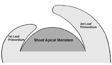 Diagram of the shoot apical meristem (SAM) in plant. | Download Scientific Diagram