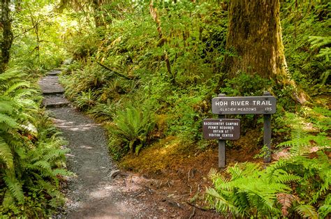 Easy Hoh Rainforest Hikes in Olympic National Park • Making Family Travel Manageable