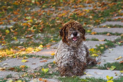 A Truffle Hunting Dog at Le Occare (near Ferrara, Italy) | Flickr ...