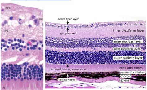 Macula Lutea Histology