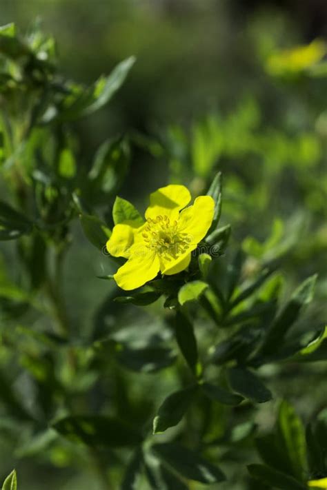 Yellow Tundra Rose Flower stock photo. Image of fruticosa - 123174942