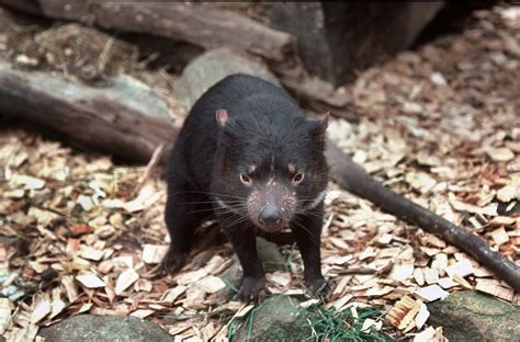 Tasmanian Devils Born In Mainland Australia Roughly 3,000 Years After ...