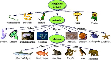 Kingdoms Project