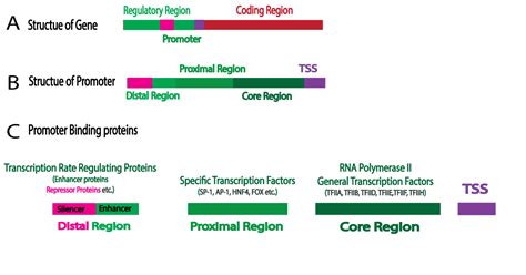 Promoter of a Gene: Basic Structure and Function in Eukaryotic Cells ...