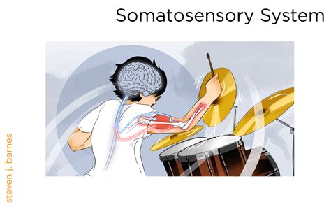 Somatosensory System Final - Somatosensory System steven j. barnes Know the various categories ...