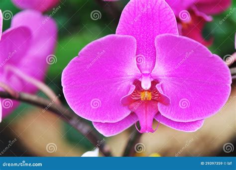 Butterfly orchid stock image. Image of outdoor, pink - 29397359